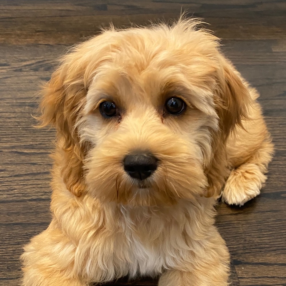 Meet your Posher, Todd